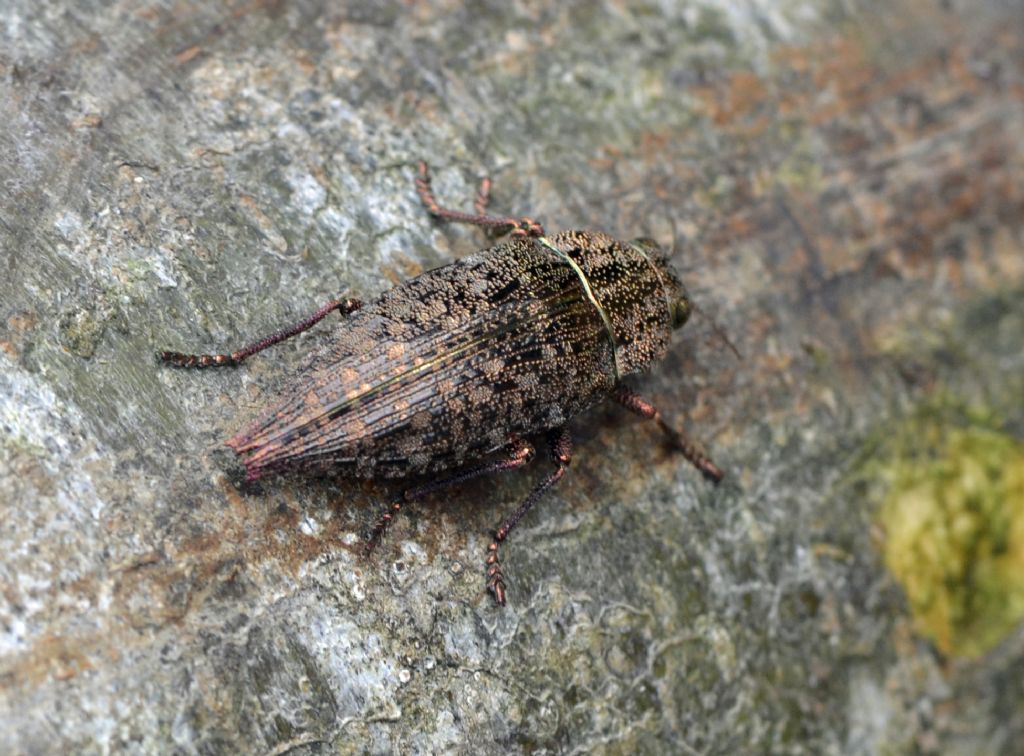 Quale Dicerca? Dicerca berolinensis, Buprestidae